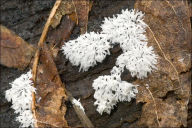 Ceratiomyxa fruticulosa