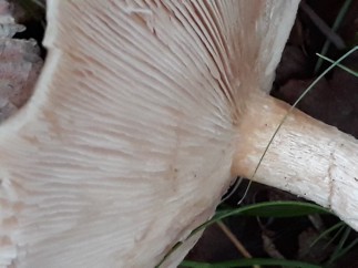 Lepista glaucocana