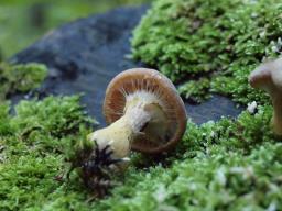 Armillaria cepistipes