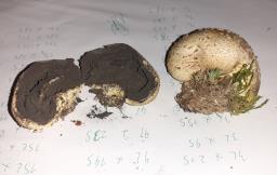 Scleroderma citrinum