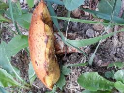 Suillus grevillei