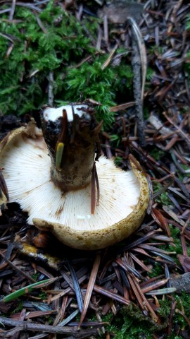 Lactarius turpis