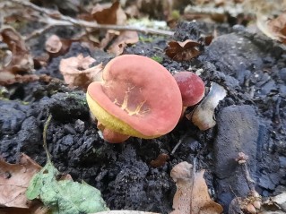 Hortiboletus rubellus