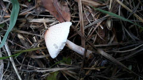 Lepiota cristata