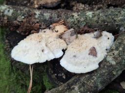 Climacodon pulcherrimus