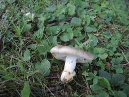 Russula insignis