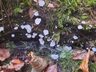 Delicatula integrella