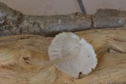 Mycena alni
