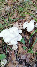 Leucocybe connata