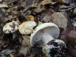 Cortinarius rapaceus