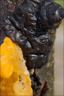Exidia nigricans
