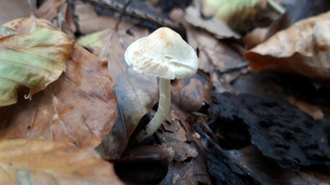 Inocybe geophylla