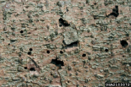 Ips typographus