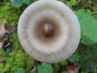 Amanita battarrae