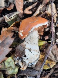 Cortinarius praestans