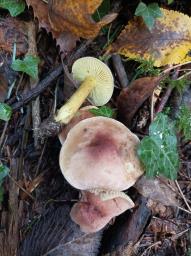 Tricholoma bufonium