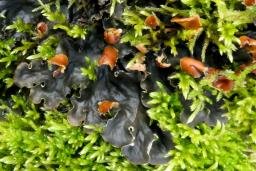 Peltigera hymenina