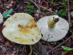 Russula farinipes