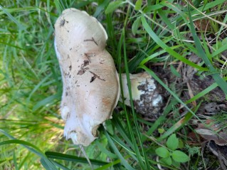 Leucopaxillus tricolor