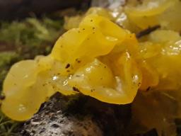Tremella mesenterica