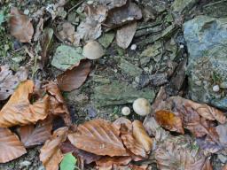 Inocybe dulcamara