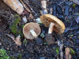 Pholiota carbonaria