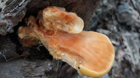 Laetiporus sulphureus