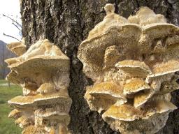 Trametes trogii