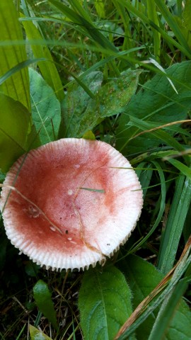 Russula queletii