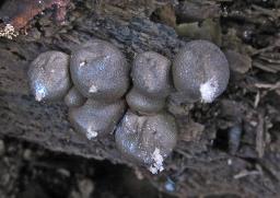 Lycogala epidendrum