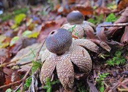 Astraeus hygrometricus