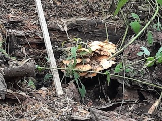 Laetiporus sulphureus