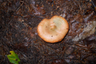 Lactarius deterrimus