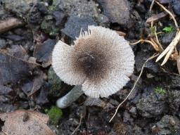 Pluteus exiguus