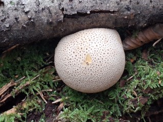 Scleroderma citrinum