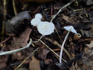 Cystolepiota seminuda