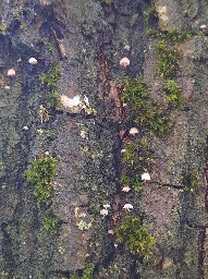 Mycena pseudocorticola