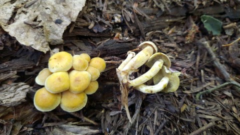 Hypholoma fasciculare var. pusillum