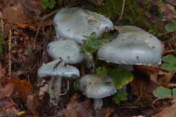 Stropharia caerulea