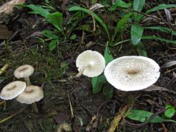 Lentinus tigrinus