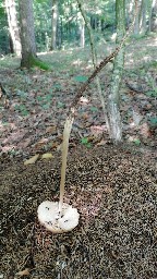 Hymenopellis radicata