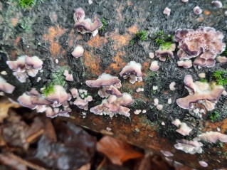 Trichaptum biforme