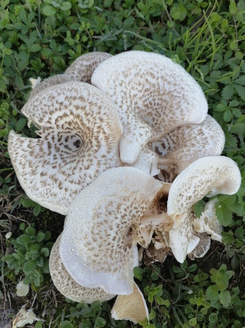 Lentinus tigrinus