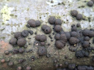 Hypoxylon fragiforme