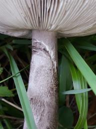 Amanita ceciliae