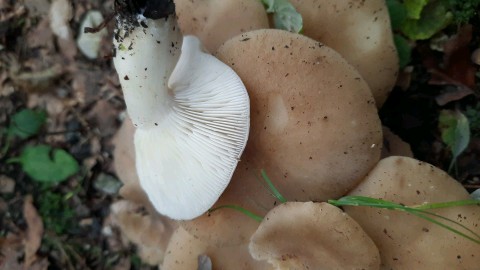 Lyophyllum fumosum