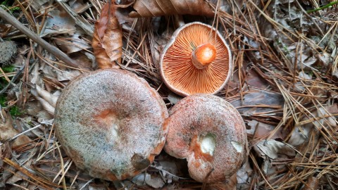 Lactarius quieticolor