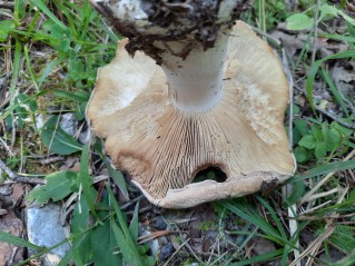 Leucopaxillus tricolor