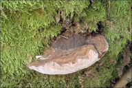 Ganoderma australe