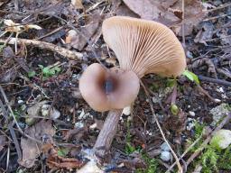 Pseudoclitocybe cyathiformis